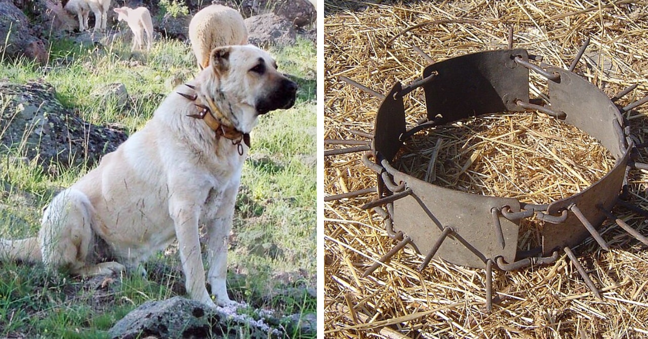 犬のトゲトゲ首輪にはちゃんと意味がある！戦う犬たちを守った驚きの歴史の画像 1/5