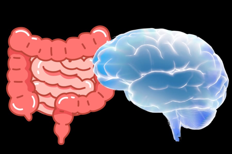 人間の脳は「腸内細菌」によって大きくなった