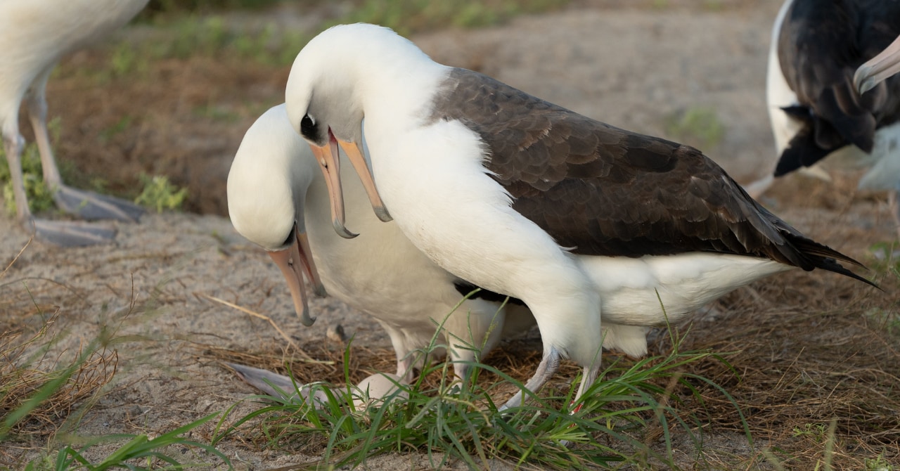 【74歳で恋愛出産】世界最高齢の鳥「ウィズダム」が卵を産んだと判明！の画像 1/4