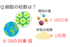 【一番数が多いのは？】「地球生物の細胞総数」「宇宙にある星の数」「地球の砂粒の数」の画像 4/5