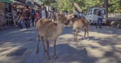 野生動物とは思えないほど人慣れしている奈良のシカは調べたら実際に特別なシカだった