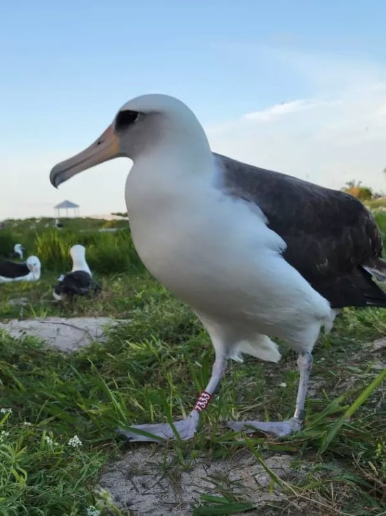 【74歳で恋愛出産】世界最高齢の鳥「ウィズダム」が卵を産んだと判明！の画像 4/4