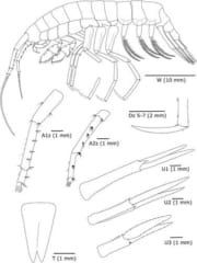 【見た目エイリアン】水深8000mの闇の世界から「新種の捕食生物」を発見！の画像 4/5