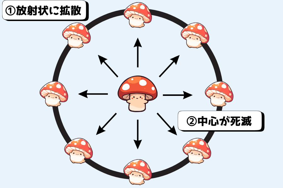 【妖精の踊った跡】キノコが円状に並ぶ「フェアリーリング」ができる仕組みを解説！の画像 6/7