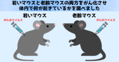 がんリスクは80代以降むしろ低下する場合がある、その理由が判明