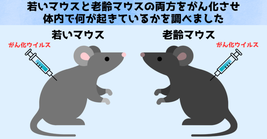 がんリスクは80代以降むしろ低下する場合がある、その理由が判明