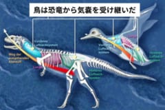 鳥は恐竜から受け継いだ機能を持っている