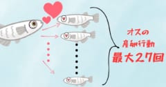 【ガチ絶倫】メダカは1日最高27回も射精できる【最後精液はどうなるのか？】の画像 1/6