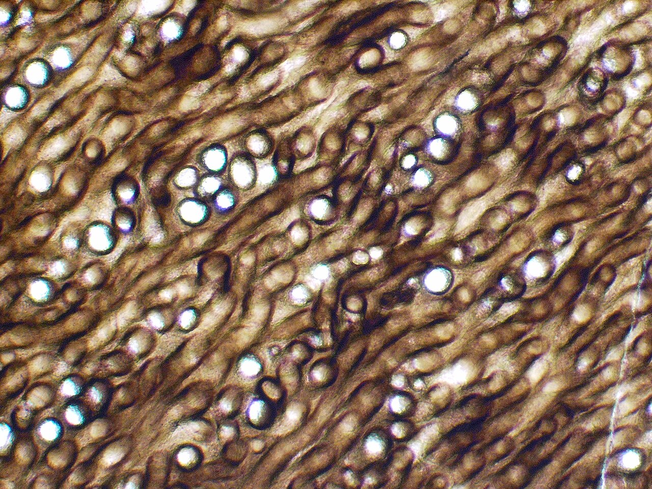 SF世界の巨大キノコは実在した！デボン紀の地球にいた「高さ8mの菌類」の画像 4/6