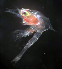 【奇跡の遭遇】激レアな「タラバガニの赤ちゃん」を深海ゴミから発見！の画像 2/4