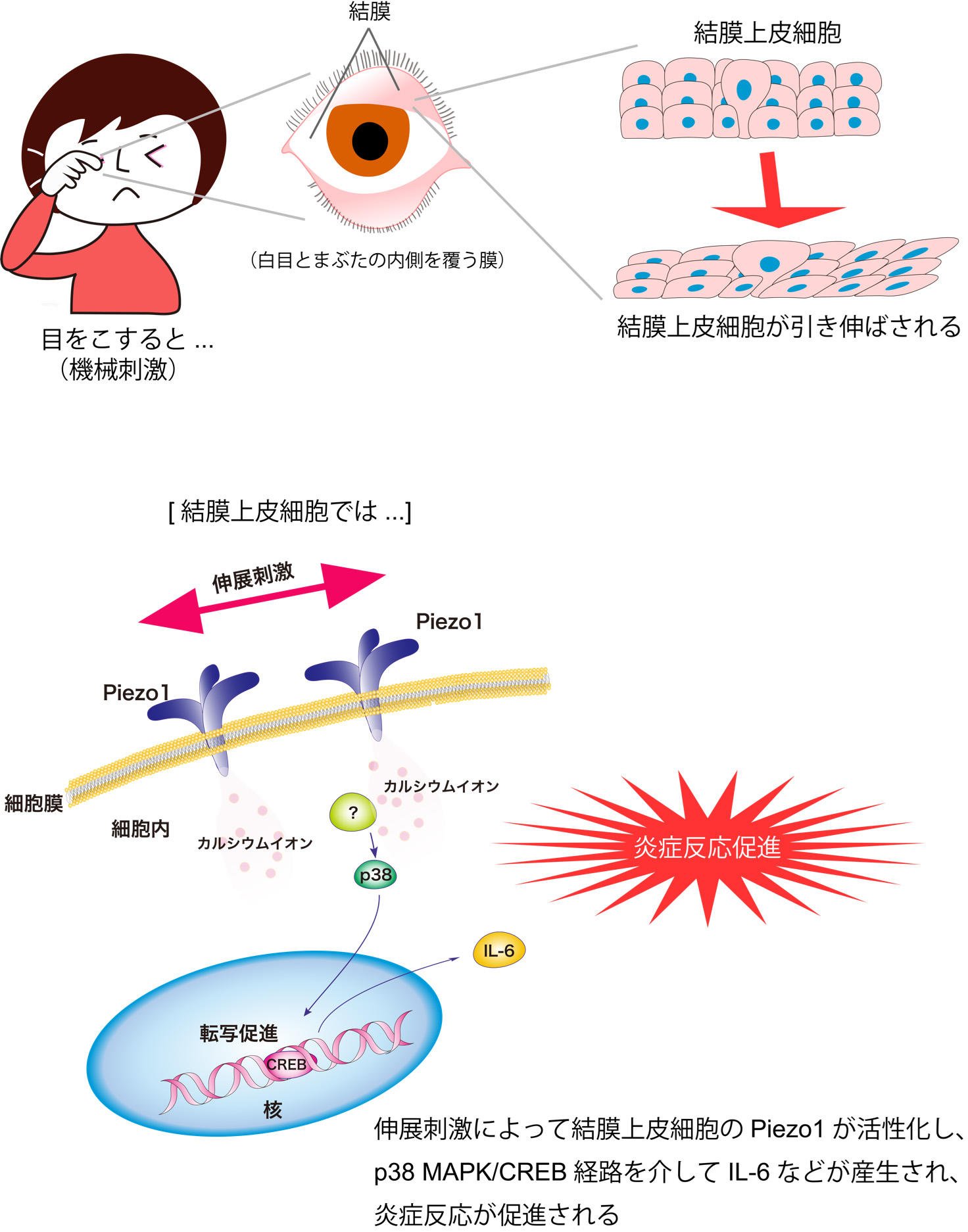 【世界初】なぜ目をこすっちゃダメなの？炎症を起こす新たなメカニズムを発見の画像 3/5