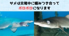 【サメの性生活が激しすぎ】行為中にお互いを噛みすぎてズタボロになるの画像 1/6