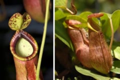 【意外!?】食虫植物の捕虫成功率は○○％だったの画像 3/4