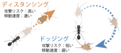 一生バレない!? アリの巣を完全攻略する“スニーキングコオロギ”の秘密を解明