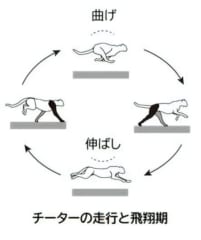 地上で一番足が速い動物は？「地上最速動物が別格である理由」を科学的に解説の画像 3/5