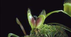 【意外!?】食虫植物の捕虫成功率は○○％だったの画像 1/4