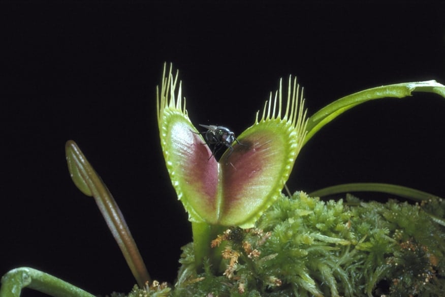 【意外!?】食虫植物の捕虫成功率は○○％だった