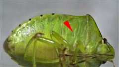 「セミはなぜ何年も土の中で過ごすのか？」昆虫の特殊な進化の裏に潜む秘密【ナゾロジー×産総研　未解明のナゾに挑む研究者たち】の画像 2/6