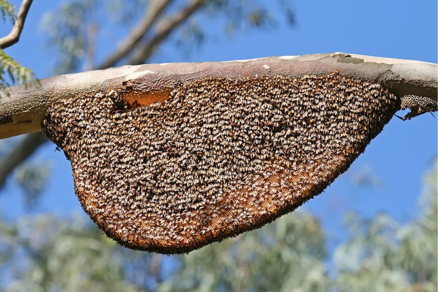 【昆虫の集団行動の謎】訓練も無しに数千匹でウェーブをするミツバチ