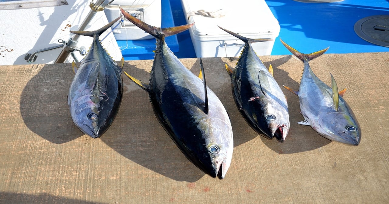 マグロの体を大きくするにはとんでもない餌の量が必要だった