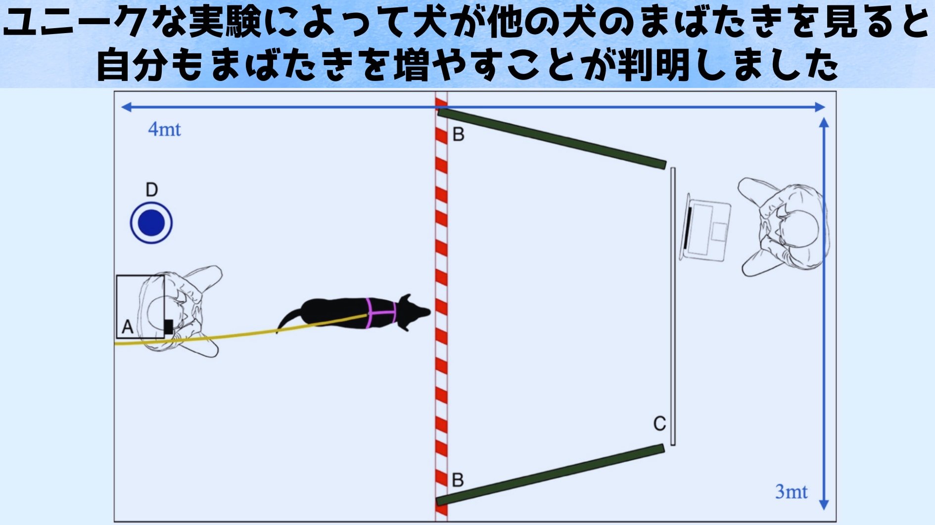 犬の「まばたき」に絆を深める効果があると判明