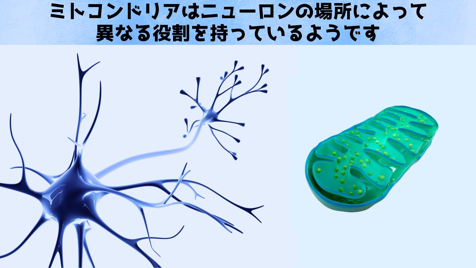 ミトコンドリアは学習、記憶、社会性を支えていた