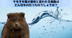 「結局、猫は液体なのか？」主張の根拠をわかりやすく解説