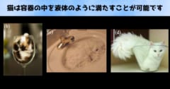 「結局、猫は液体なのか？」主張の根拠をわかりやすく解説