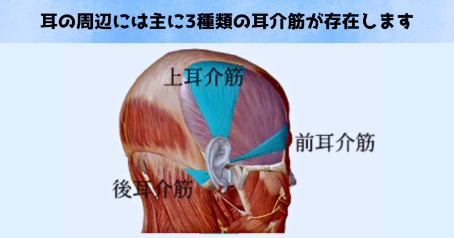 退化したはずの「耳の筋肉」がフル稼働!?　私たちの脳はまだ耳を動かそうとしていた！