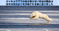 北極圏の秘密兵器：ホッキョクグマの毛皮が濡れても凍らない本当の理由が判明