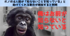 ボノボは人間が「知らないことを知っている」と助けてくれる