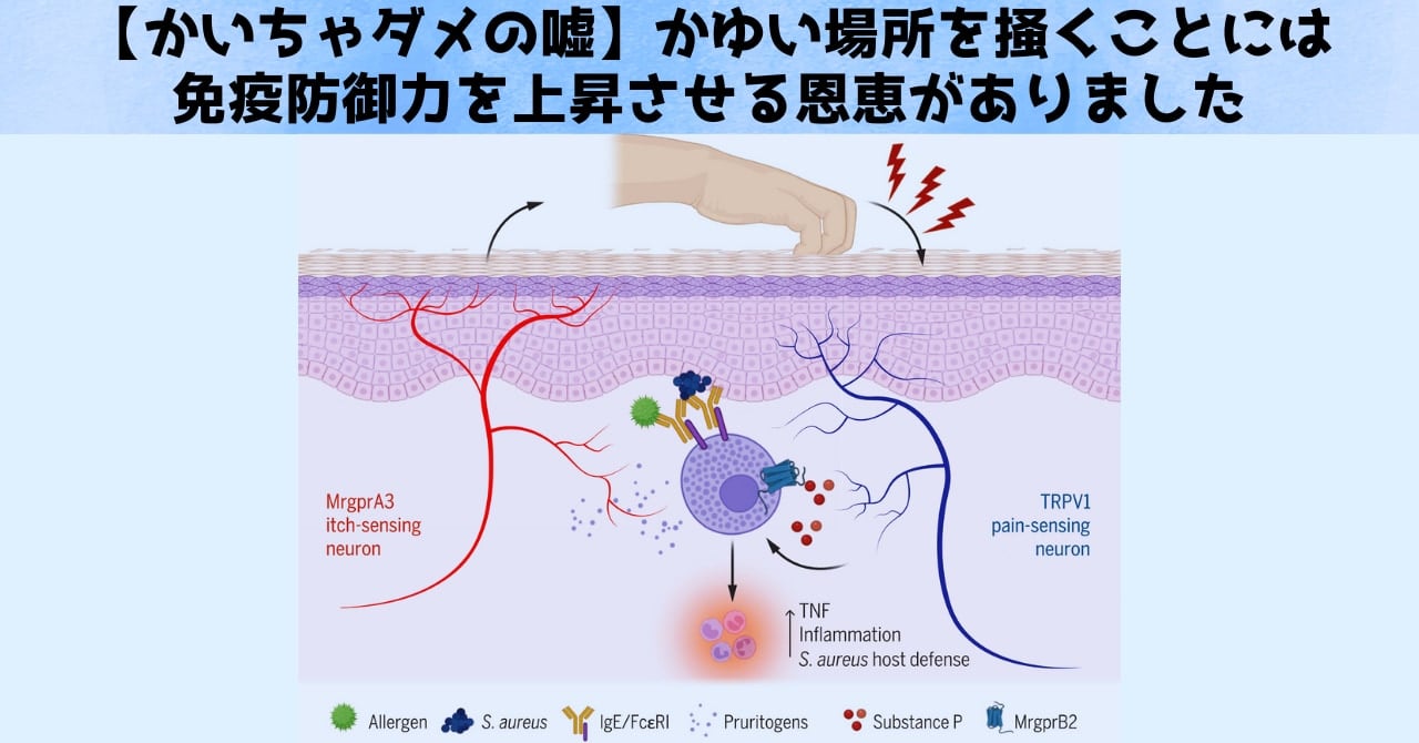 かゆい場所を掻くことには免疫防御力を上昇させる恩恵があった