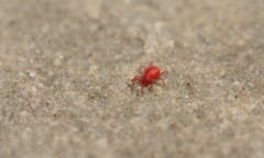 コンクリートでよく見かける赤い虫が「まっ赤な理由」を解説の画像 2/4