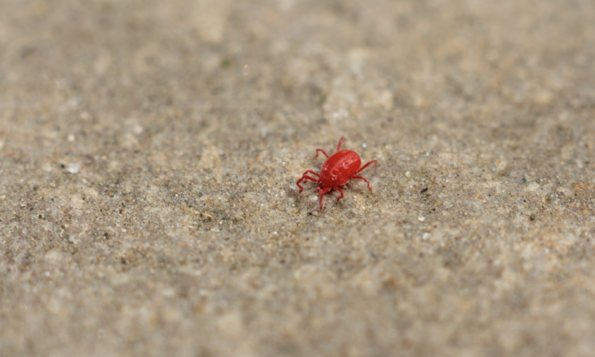 コンクリートでよく見かける赤い虫が「まっ赤な理由」を解説の画像 2/4