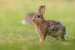 ウサギは「自分の歯」を食べてカルシウムを摂取していた！の画像 3/3