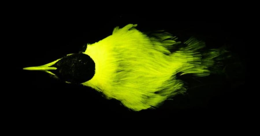 派手な極楽鳥」は実はもっと派手だった！羽が「蛍光」を放つと判明