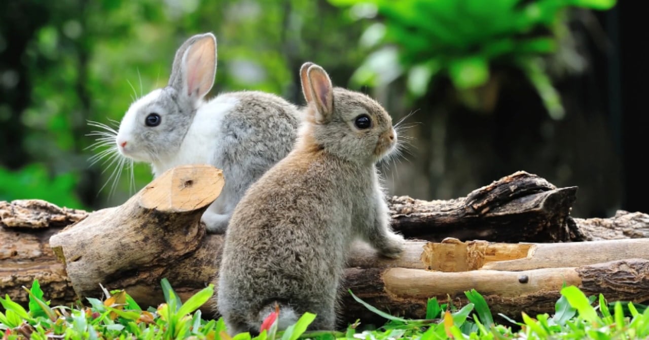 ウサギは「自分の歯」を食べてカルシウムを摂取していた！の画像 1/3