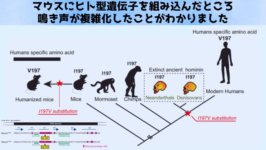 ヒト型遺伝子を組み込んだらマウスの鳴き声が複雑化した