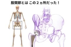 股関節とは大腿骨の付け根の2ヵ所のこと