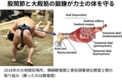 二足歩行をしっかり支えてくれるおしりの筋肉