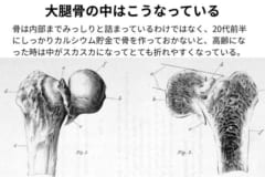 骨の内部は結構スカスカしている