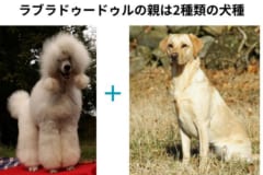 最初は単純な発想から始まったミックス犬