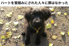 子犬の時は特にかわいらしさが目立つミックス犬