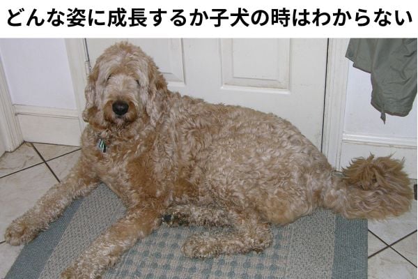 すべてのミックス犬が求める形質を持って生まれてくるわけではない