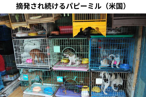 悪質な子犬工場は次々と摘発されている（米国）