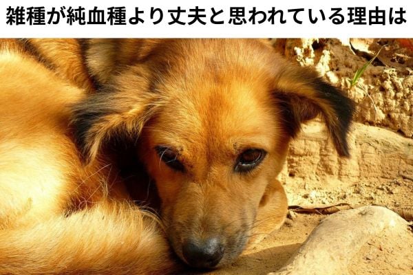 雑種犬から両親の血統を知るのは難しい