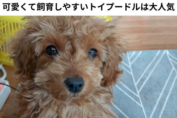 トイプードルはミックス犬に使われやすい犬種