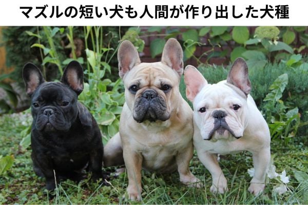 鼻ペチャ系の犬種が問題視される時代になってきている