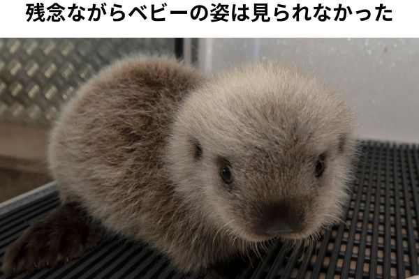 ラッコは予想以上に繁殖の難しい動物だった