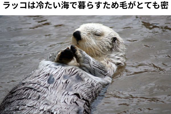 冷たい海で生き延びるため、もふもふな動物になったラッコ